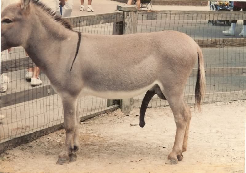 Donkey Penis In A Mans Ass Other Freesiceu