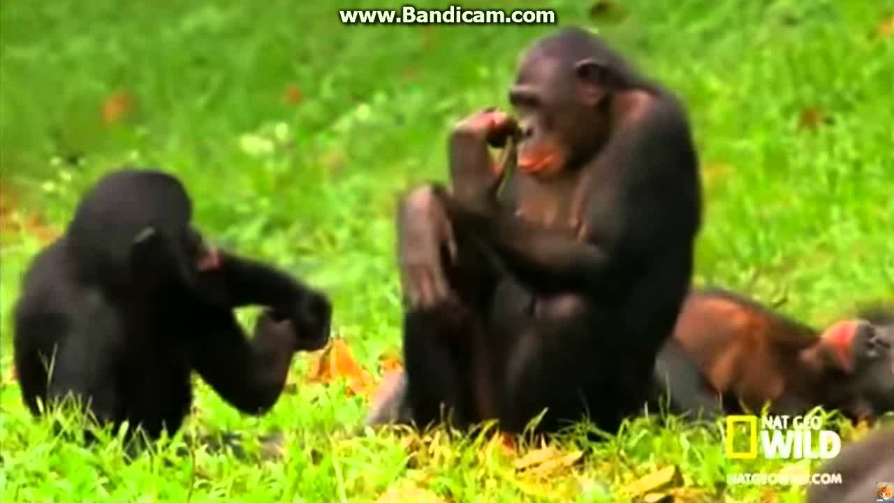 Monkey porno