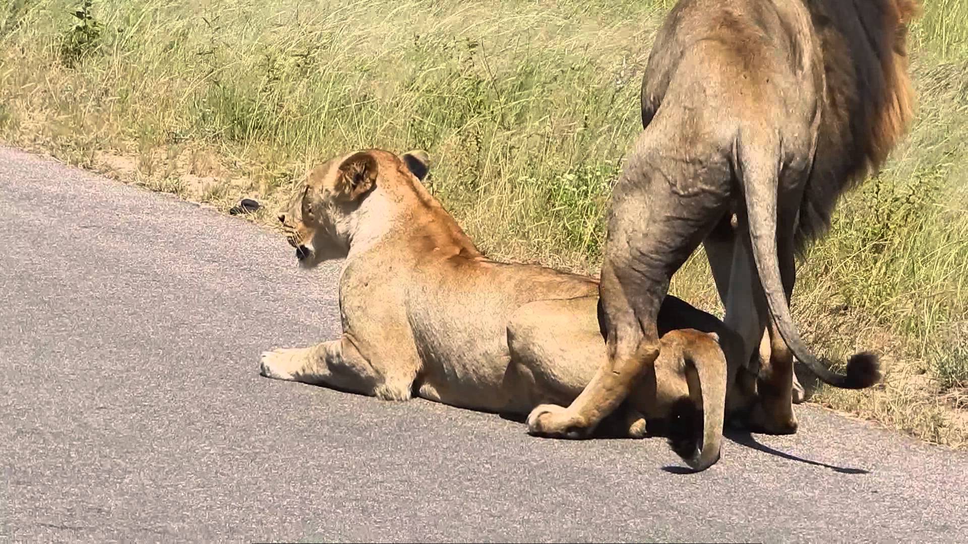 How To Xxx With Lion - kruger national park lion porn youtube - XXXPicz
