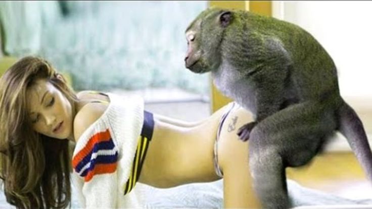 Monkey Fucks Girl Porn - monkey mating funny monkey video playing with group daily life - XXXPicz