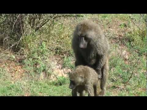 monkey sex youtube - XXXPicz